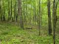 Property photo 50