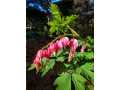 Property photo 53
