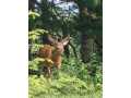 Property photo 57