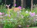 Property photo 58