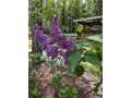 Property photo 54