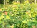 Property photo 52