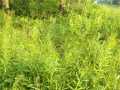 Property photo 57