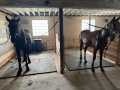 Property photo 51