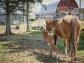 Property photo 59