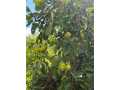Property photo 50