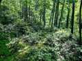 Property photo 49