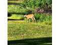 Property photo 53