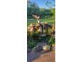 Property photo 57