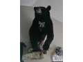 Property photo 42