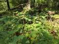 Property photo 50