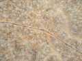 Property photo 59