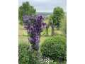 Property photo 59