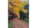 Property photo 50