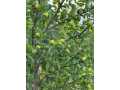 Property photo 60