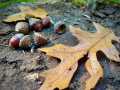 Property photo 44