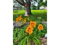 Property photo 50