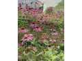 Property photo 54