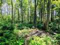 Property photo 55