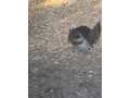Property photo 50