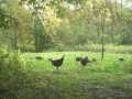 Property photo 50