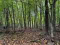 Property photo 54
