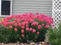 Property photo 60