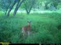 Property photo 53