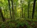 Property photo 50