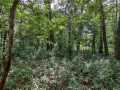 Property photo 52
