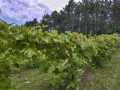 Property photo 45