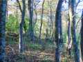 Property photo 49