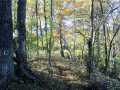 Property photo 50