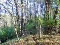 Property photo 52