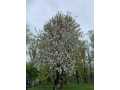 Property photo 56