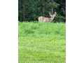 Property photo 55