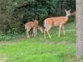 Property photo 60