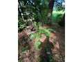 Property photo 50