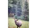 Property photo 58