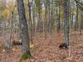 Property photo 50