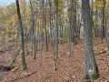 Property photo 52