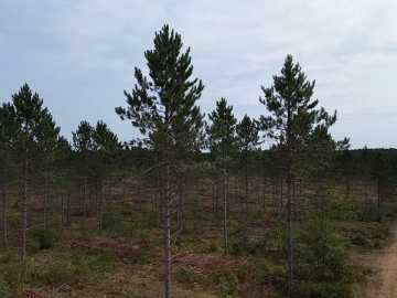 Barnes, WI: 212X Ellison Lake Road 