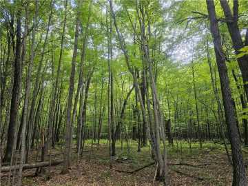 Webster, WI: Lot 6 County Rd A 