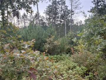 Danbury, WI: TBD Hayden Lake Road