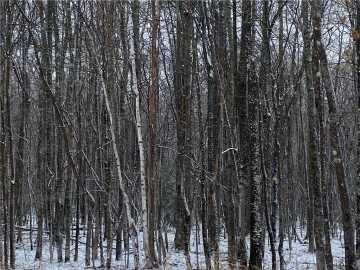 Herbster, WI: Near Lenawee Road