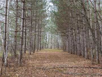 Bruce, WI: 40 Acres Adams & Jones Road