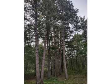 Barnes, WI: TBD Lynx Road