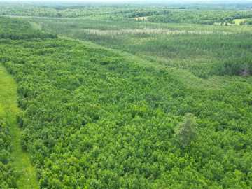 Radisson, WI: 80 Acres Off of Highway 40