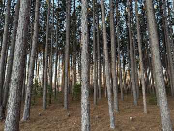 Hayward, WI: Lot 2 Jenny Lane