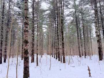 Rice Lake, WI: 20 Acres Star Lake Road
